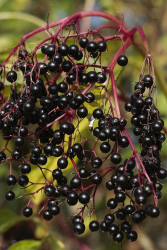 Holunderbeeren - einfach gesund