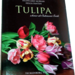 Tulipa: schöner als Salomonis Seide
