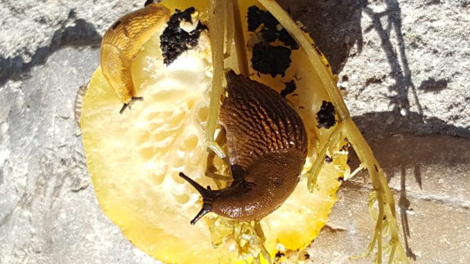 Schnecke, Nacktschnecke