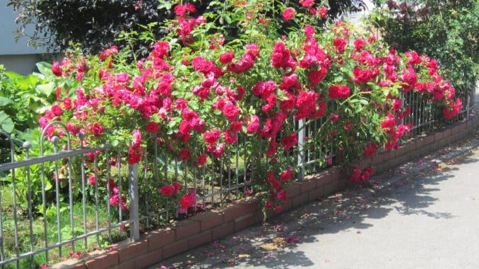 Rose, Kletterrose