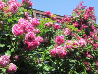 Rose, Kletterrose