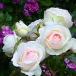 Rose - Edenrose