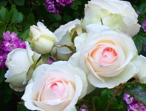 Rose - Edenrose Rose - Edenrose