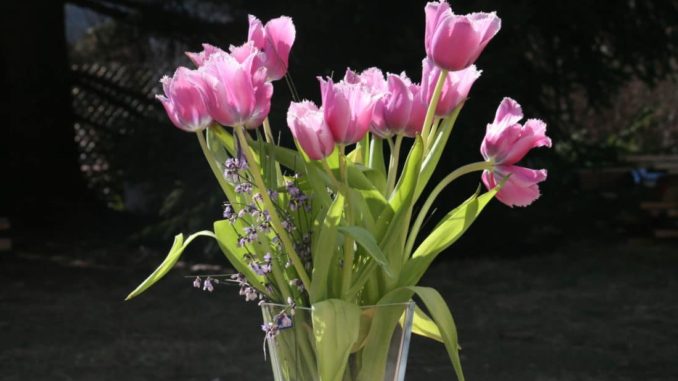 Tulpen in der Blumenvase