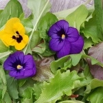 Essbare Blüten, Blumen zum Essen, Verzehr, Stiefmütterchen, Viola, Gartenzeitung.com