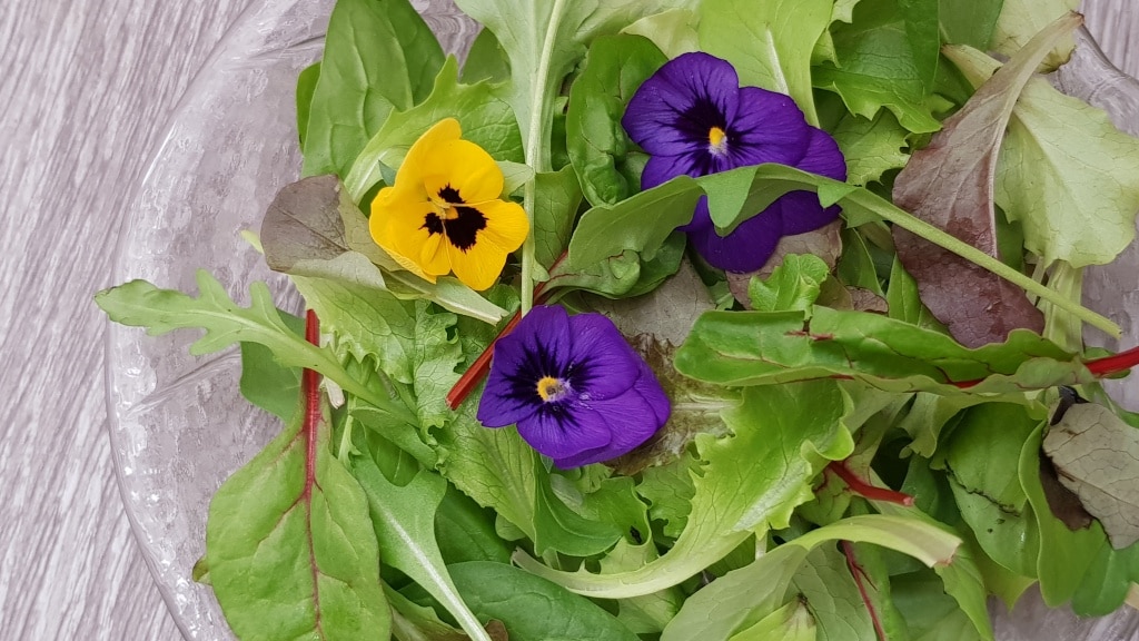 Essbare Blüten, Blumen zum Essen, Verzehr, Stiefmütterchen, Viola, Gartenzeitung.com