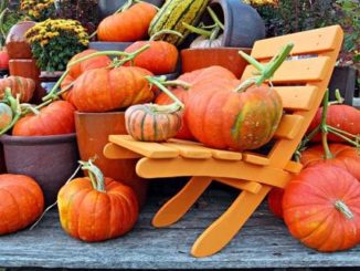 Kürbisse im Herbst