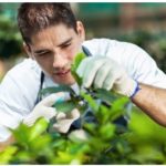 Studium Gartenbau: als duale Ausbildung auch möglich