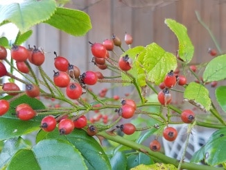 Hagebutte, Rose, Gartenzeitung.com