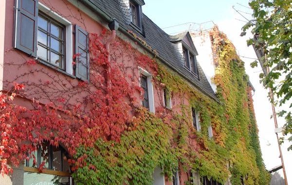 Efeu an einer Hauswand Efeu an einer Hauswand
