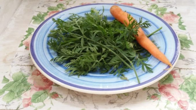 Karottengrün: Ist das grüne Möhrenkraut essbar oder giftig