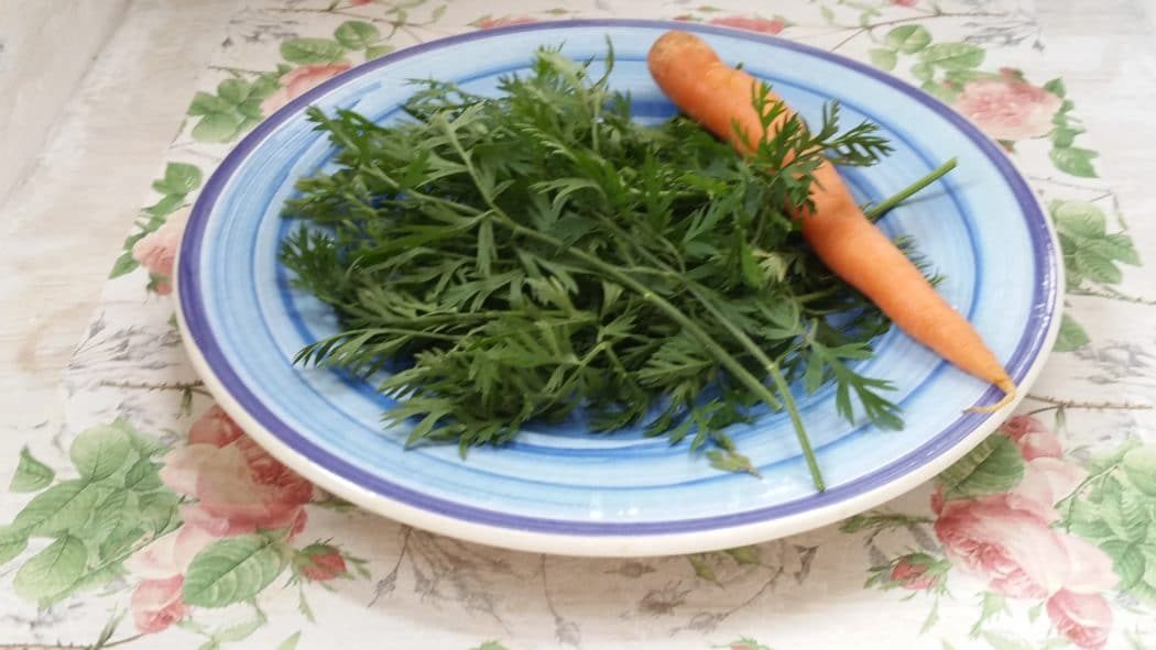 Karottenkraut, Möhrenkraut ist essbar!