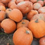 Kürbis, Halloween