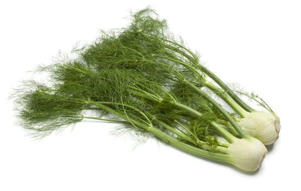 Fenchel mit Fenchelkraut Fenchel mit Fenchelkraut