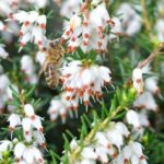 Schneeheide Erica carnea