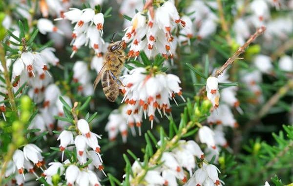 Schneeheide Erica carnea Schneeheide Erica carnea