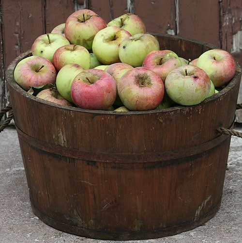 Reiche Apfelernte
