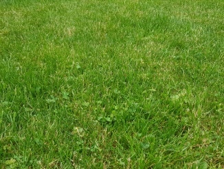 Rasen, Wiese, Gras, Gartenzeitung.com