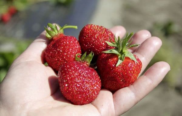 Erdbeeren für Balkon und Terrasse geeignet