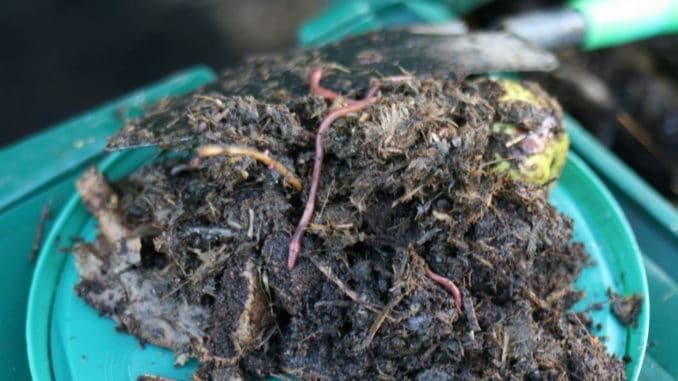Kompostwürmer für die Wurmfarm