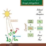 Photosynthese