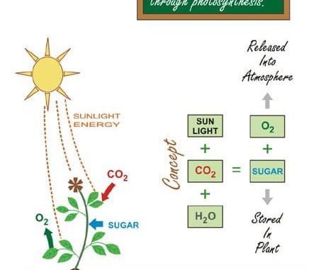 Photosynthese Photosynthese
