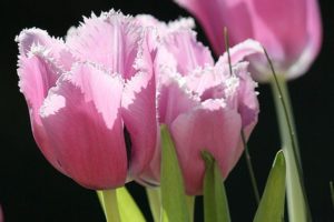 Tulpen