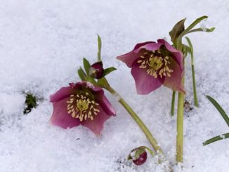 Christrose