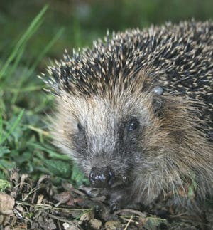 Igel im Garten