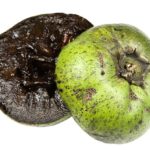 Schwarze sapote