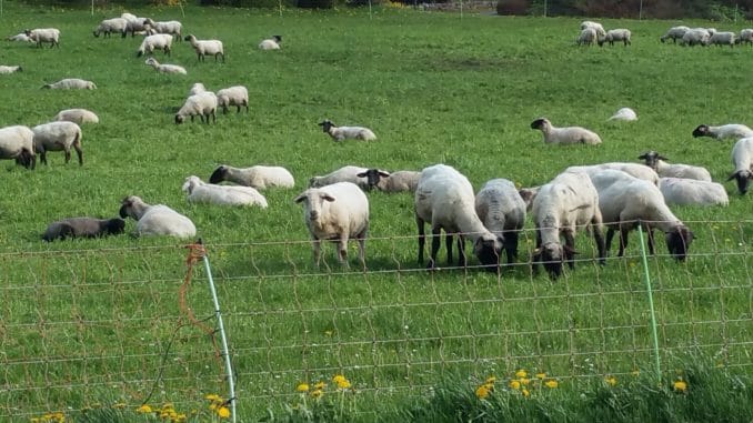 Schafe: Schwafwolle als Dünger nutzen