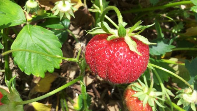 Erdbeere