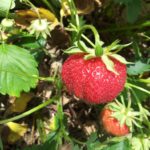 Erdbeere