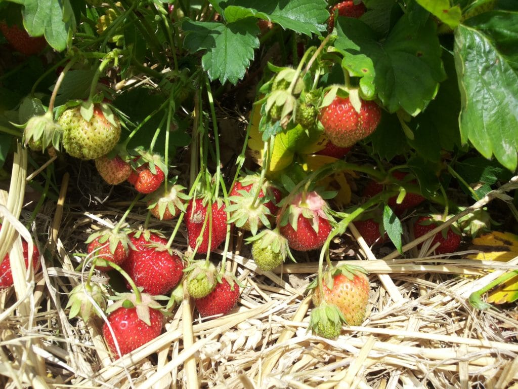 Erdbeeren