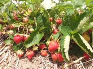 Erdbeeren auf Stroh, Erdbeerfeld, Gartenzeitung.com