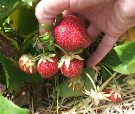 Erdbeeren pflücken