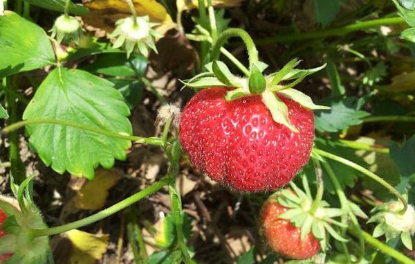 Frische Erdbeere Frische Erdbeere
