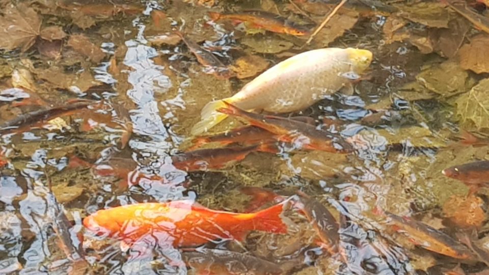 35+ Fische Im Teich Schwimmen Nicht, Dabei leben die tiere entweder