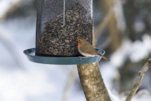 FFuttersilo für den Winter, Vogelfütterung