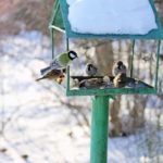 vogelfuetterung