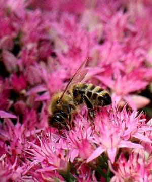 Biene auf Fetthenne