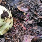 Dendrobenas nach dem Winter