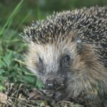 Igel