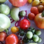 Tomaten, Tomatensorten von Gartenzeitung.com