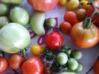 Tomaten, Tomatensorten von Gartenzeitung.com