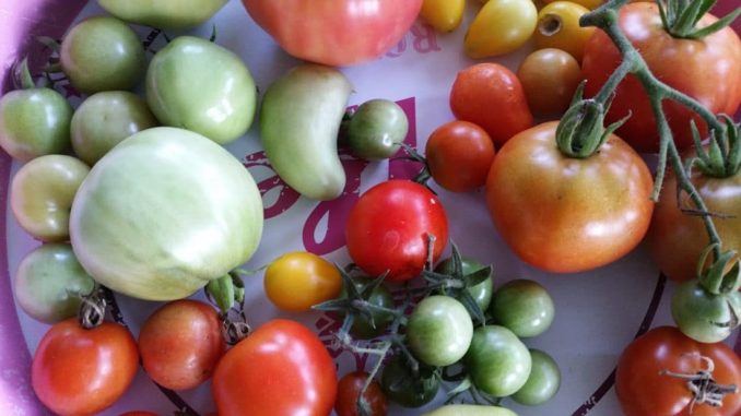 Tomaten, Tomatensorten Tomaten, Tomatensorten von Gartenzeitung.com