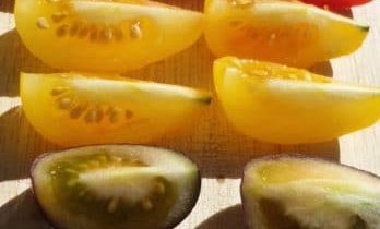 Tomatensamen, Tomate