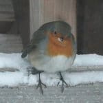 Vögel, Vogel füttern