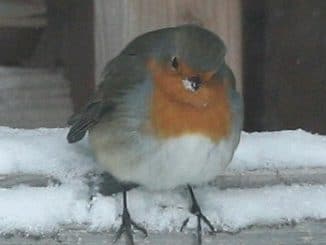 Vögel, Vogel füttern