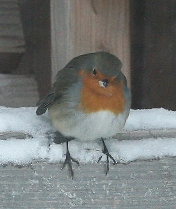 Vögel, Vogel füttern